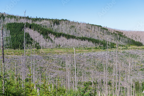 Dead spruce forest damaged by bark beetle infestation and climate change in Harz National Park, reforestation and forest dieback concept in Germany