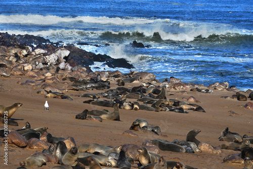 Obraz na płótnie Brown Fur Seals