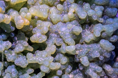 Bild auf Leinwand mineral green grape agate, technically classified as a botryoidal chalcedony