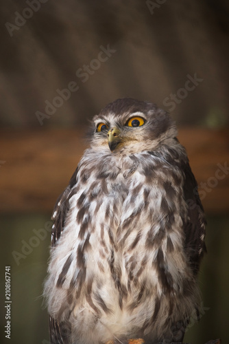 Принти на полотні this is a close up of a barking owl