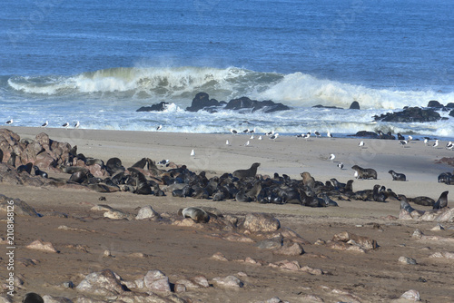 Obraz na płótnie Brown Fur Seals