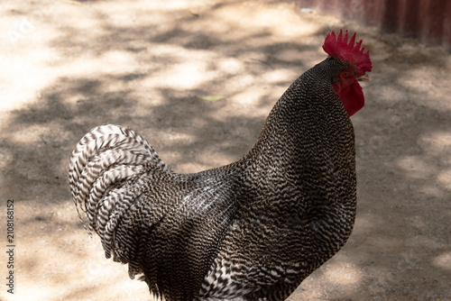 this is a side view of a black and white rooster