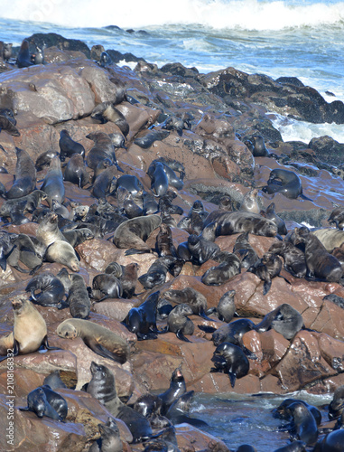 Obraz na płótnie Brown Fur Seals