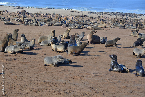 Obraz na płótnie Brown Fur Seals