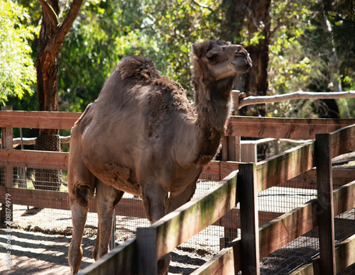 Картината върху платно this is a side view of a moulting camel