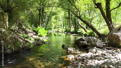Low Altitude Drone Flight Over a Forest Stream in Portugal