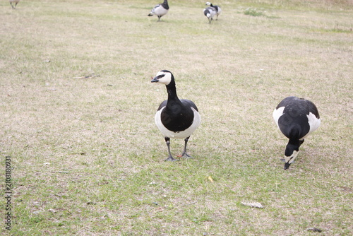 Fotografía Barnacle geese walking and grazing on an open grassy meadow in their natural habitat