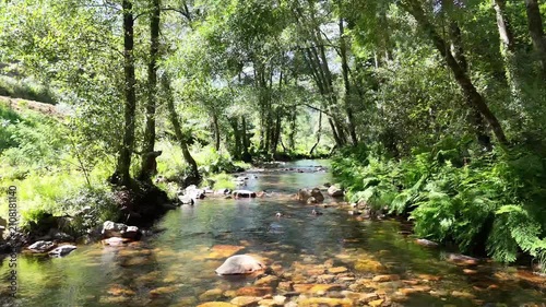 Reverse Low Altitude Drone Flight Over a Forest Stream in Portugal