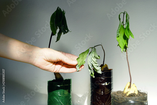 Tableau sur toile Hand holds leaf of struggling avocado seedling while other wilted sprouts stand nearby