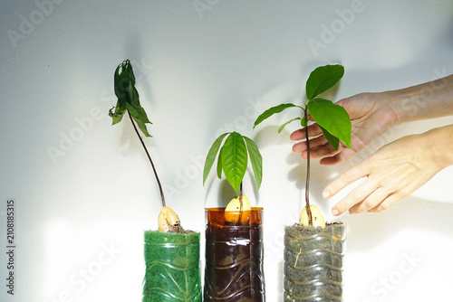 Canvastavla Hands selecting healthy avocado seedling, specimens with different degrees of wilting stand nearby