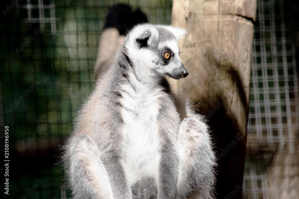 Fototapeta premium the ring tailed lemur is sitting resting