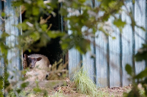 Canvas Print Sheep lying in weathered barn entrance surrounded by leaves/
