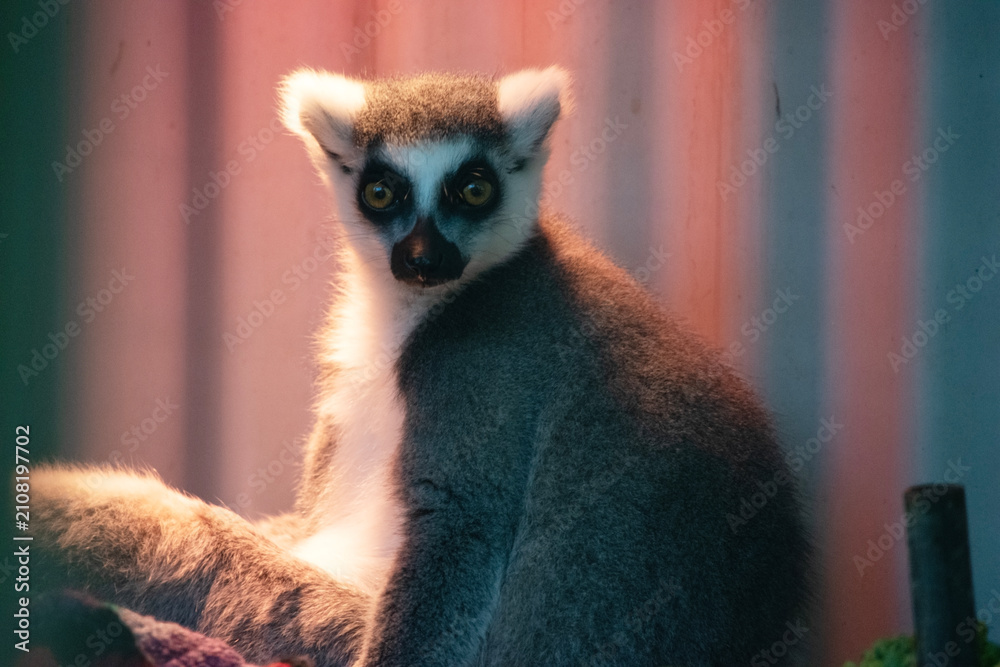 Obraz premium this is a close up of a ring tailed lemur sitting under a red light to keep warm