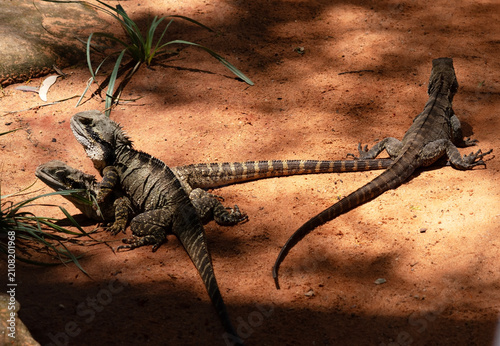 three water dragon lizards walking in the sand