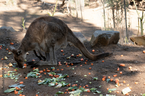this is a side view of a kangaroo eating vrgetables