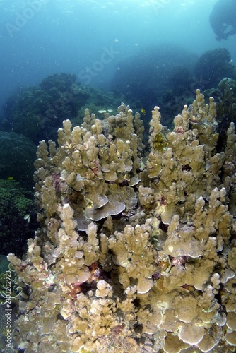 Fotografie This golden-brown hard coral structure dominates the photo frame with its unique vertical shape and dense texture