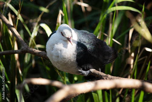 the white headed pigeon is perched on a branch