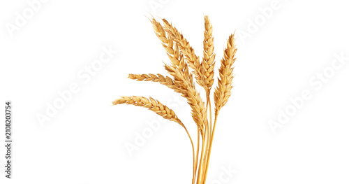 Foto An ear of wheat isolated on transparent or white background, png