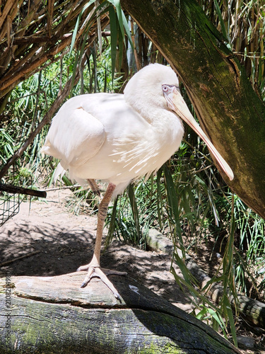 this is a side view of a yellow spoonbill standing on one leg