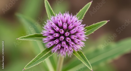 Close up of a vibrant purple globe thistle flower in nature.
