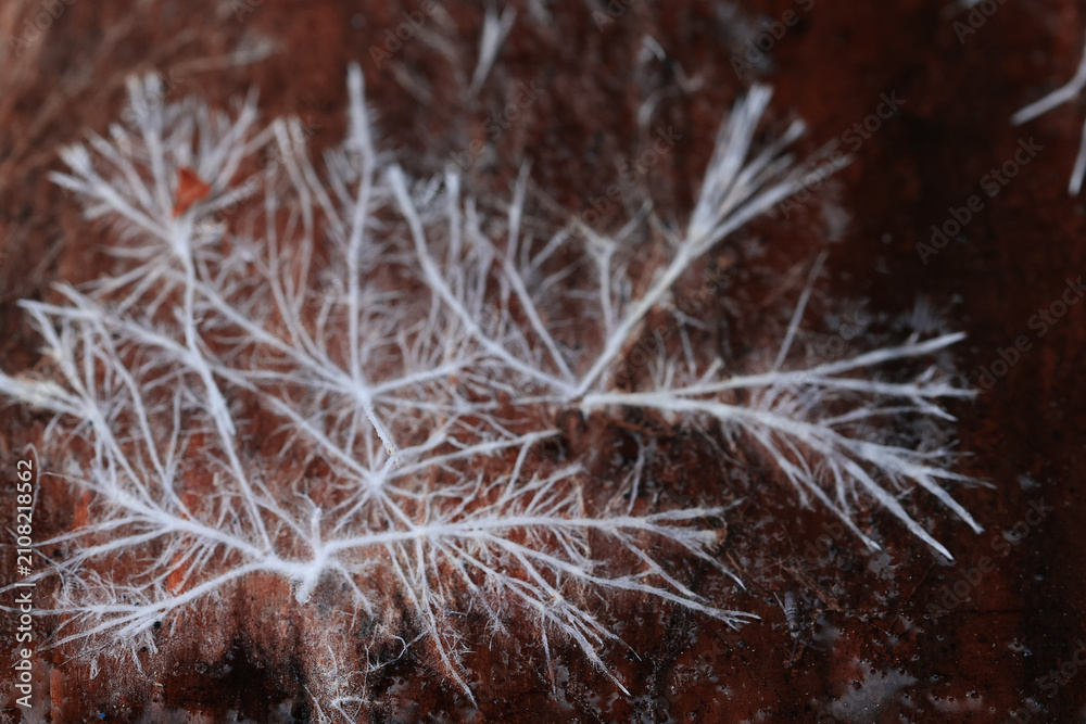 Obraz premium Mycelium or mold, texture of white thin roots on a dark background, natural macro
