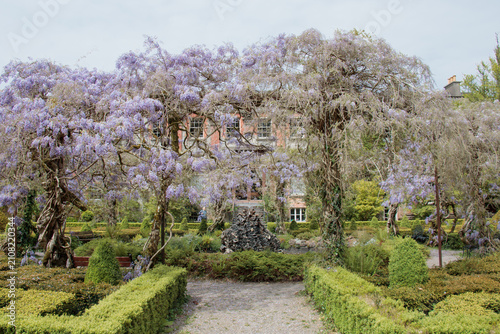 Fotografía Beautiful formal parterre garden at Bantry House in West Cork, Ireland, with man