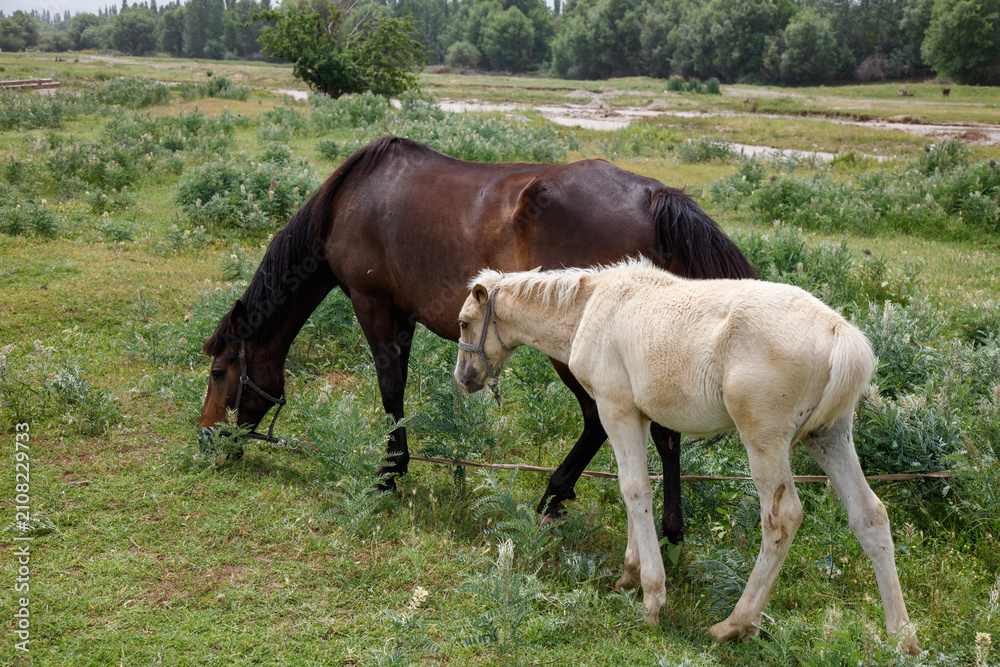 Obraz premium Brown mare and white foal graze together in open field