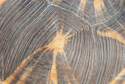Bild auf Leinwand macro view of detailed tortoise shell with geometric scute patterns and ridges o