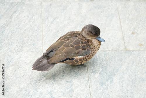 Foto An Indonesian Sunda Teal Ducks relaxing gracefully on the ground.