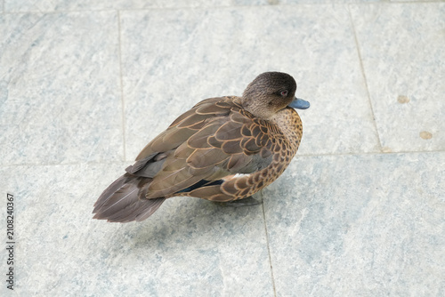 Canvastavla An Indonesian Sunda Teal Ducks relaxing gracefully on the ground.