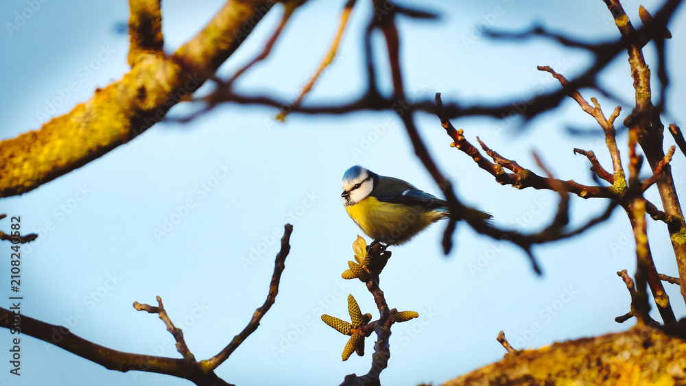 Obraz premium A vivid perched cyaniste carueleus shooted inside tree branch in a 16x9 photography