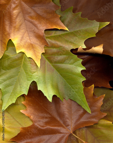 fallen autumn leaves wallpaper on green, yellow, gold, and brown - top view