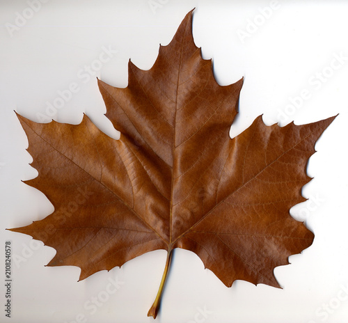 Brown autumnal maple leaf on white background