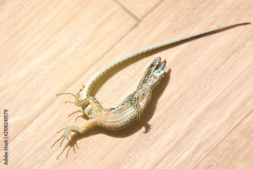 One dead saurian - sincerely i m really not a specialist for having a lizard at home. Climate change and intense sunlight ... edition