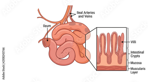 Фотография Ileum Anatomy and Intestinal Villi Infographic