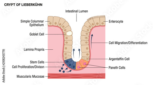 Schilderij op canvas Crypt of Lieberk?hn Anatomical Infographic