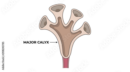 Fotografie Major Calyx Anatomy Medical Illustration