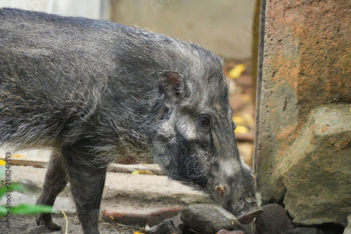 фотографія Close-up photo of a wild boar's head showing its snout and facial hair on the rocky ground