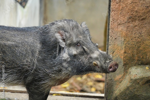 Принти на полотні Close-up photo of a wild boar's head showing its snout and facial hair on the rocky ground