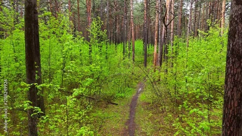 A low-altitude drone flight over a forest path surrounded by drooping bushes and tall pine trees on a sunny summer day after rain. Pine forest, Novosibirsk, Russia.