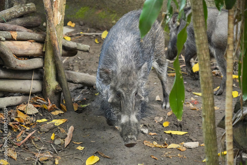 Foto A wild boar with distinctive facial hair stands on rocky ground.