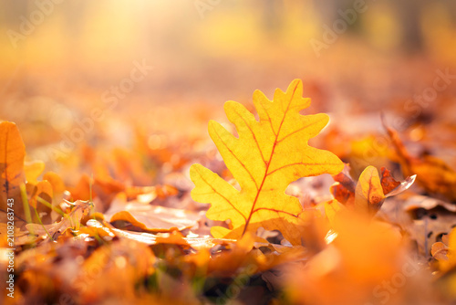 фотографія bright oak leaf on the ground among fallen leaves, autumn landscape background,