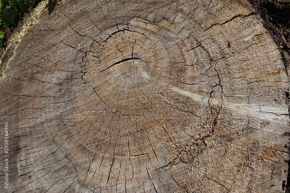 Fototapeta premium False Pepper Tree Log Cross Section Texture with Concentric Growth Rings (Schinus molle)