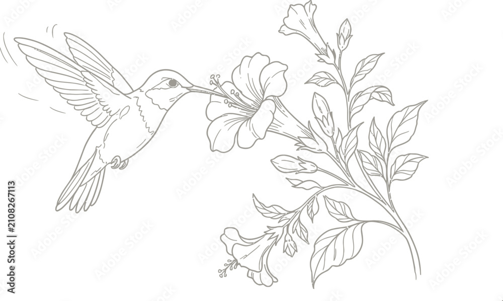 Obraz premium hand drawn vector illustration of a bird