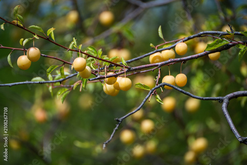 Obraz na plátně delicate branches of a fruit tree are heavily laden with small, round yellow plums, standing out vibrantly against a softly blurred background of green foliage