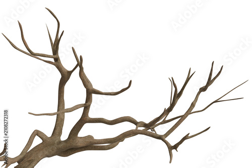  twisted tree branch. This high-quality botanical element features realistic bark texture and intricate branching patterns