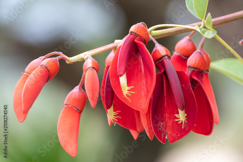 Close up of vibrant red Erythrina crista galli cockspur coral tree flowers blooming in summer daylight