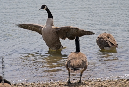 Cuadro en lienzo A Canadian Goose standing in the lake showing off his angel wings
