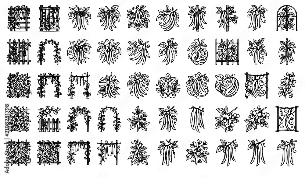 Fototapeta premium Giant Bean Plant Outline Vector Collection with Editable Botanical Illustrations