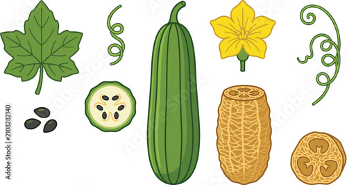Картината върху платно Luffa Sponge Gourd Botanical Collection with Vine Leaf, Flower, Seeds, Cross Sec